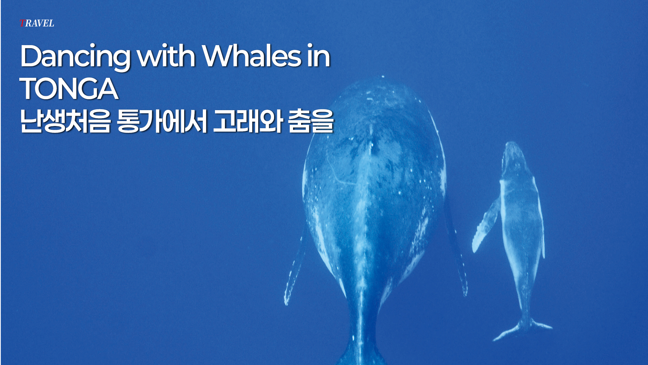 난생처음 통가에서 고래와 춤을